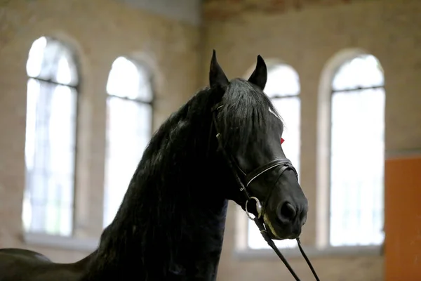 Award winner friesian horse with the winners ribbon rosette