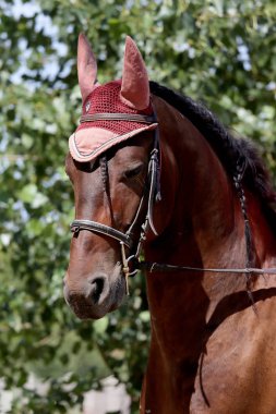 Yan görünüm portre kadar yakın bir güzel spor at altında doğal zemin üzerine eyer Binicilik sporu