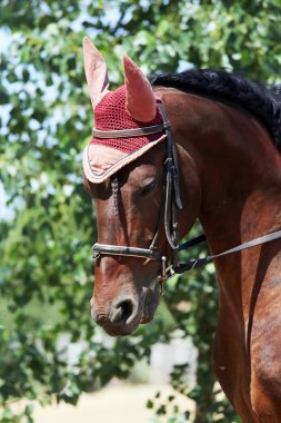 Yan görünüm portre kadar yakın bir güzel spor at altında doğal zemin üzerine eyer Binicilik sporu