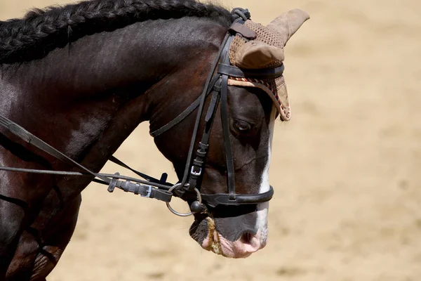 Caballo Deportivo Cerca Debajo Vieja Silla Montar Cuero Competencia Doma —  Fotos de Stock