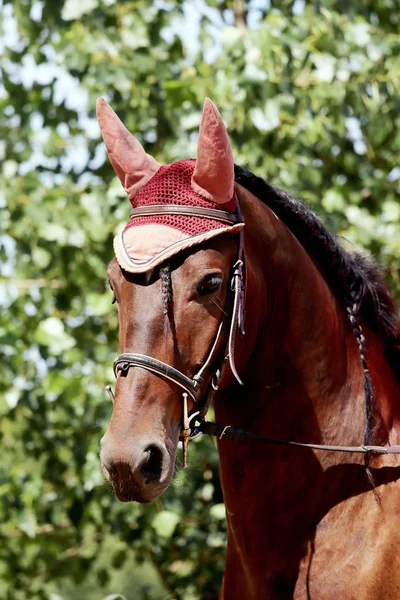 Boční Pohled Portrét Zblízka Krásné Sportovní Koně Pod Sedlem Přírodní — Stock fotografie