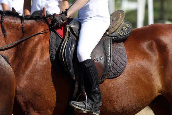 Esporte Cavalo Fechar Com Desconhecido Cavaleiro Sob Sela Couro Show — Fotografia de Stock