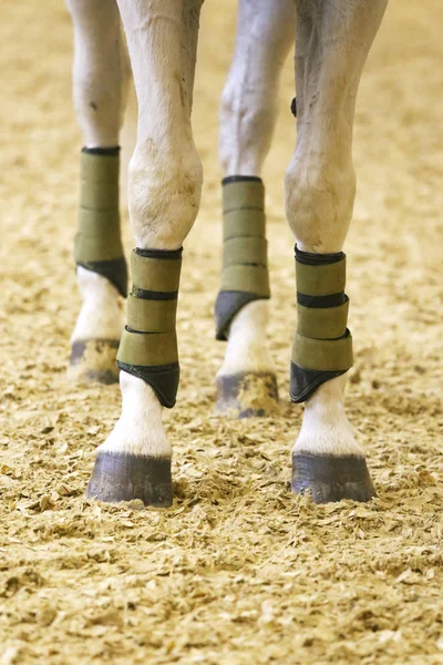 Voorste Achterste Benen Van Een Paard Van Sport Het Zand — Stockfoto