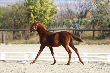 Poz ve doğal yeşil renkli kum üzerinde çalışan neşeli genç safkan yavru