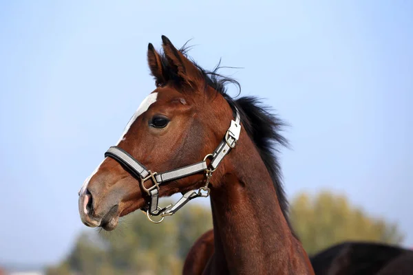 数週間古い純血馬のヘッド ショット — ストック写真