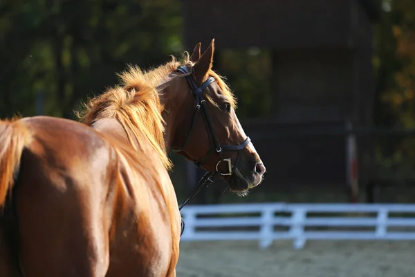 ぼやけは緑の木々 の背景に栗若い雌馬のショットを閉じる — ストック写真