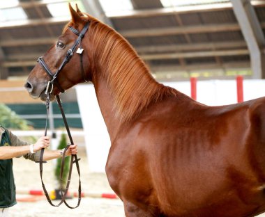Yan görünüm portre yakın çekim bir bilinmeyen binme Hall doğal zemin üzerine bir güzel spor at
