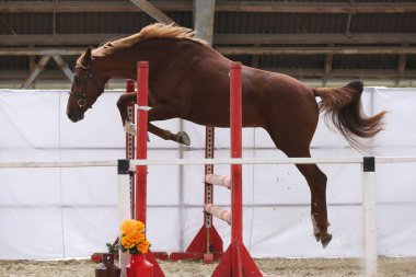 Güzel, genç safkan at bariyerin üzerinden atladı. Binicilik salonunda serbest atlayış