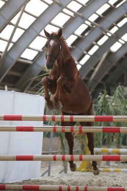 Yearling jumping over obstacles on a free jumping competition without rider clipart