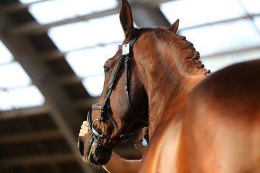 Headshot yakın çekim doğal ışıklarda safkan bir aygır