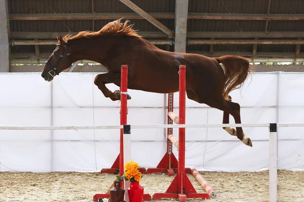 バリアを飛び越える美しい若い純血種の馬 乗馬ホールでの無料ジャンプ — ストック写真