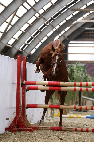 Hermoso Caballo Pura Raza Joven Saltar Por Encima Barrera Salto — Foto de Stock