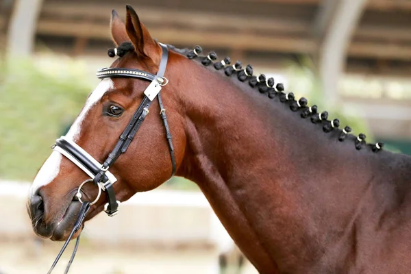 Samping Melihat Potret Dekat Dari Indah Olahraga Kuda Latar Belakang — Stok Foto