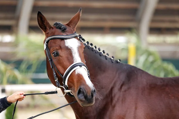 Kant Weergave Portret Close Van Een Prachtige Sport Paard Natuurlijke — Stockfoto