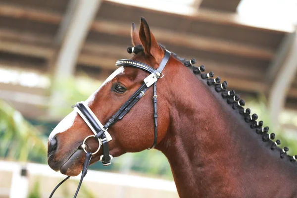 Retrato Vista Lateral Cerca Hermoso Caballo Deportivo Sobre Fondo Natural — Foto de Stock