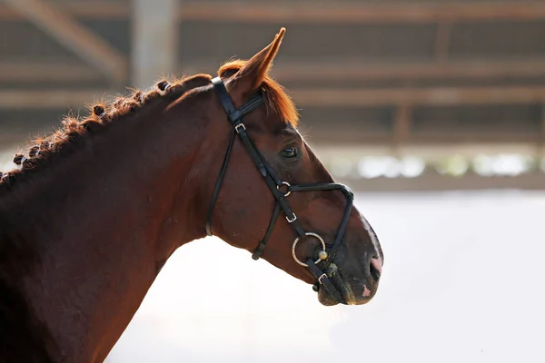 Boční Pohled Portrét Zblízka Krásné Sportovní Koně Přírodní Pozadí Neznámé — Stock fotografie