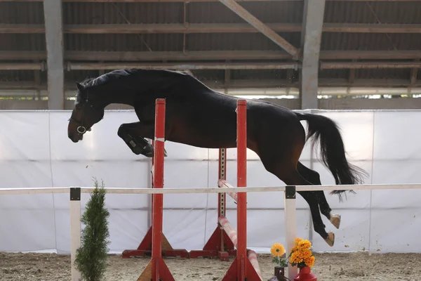 Anhelando Saltar Por Encima Los Obstáculos Una Competencia Salto Libre —  Fotos de Stock