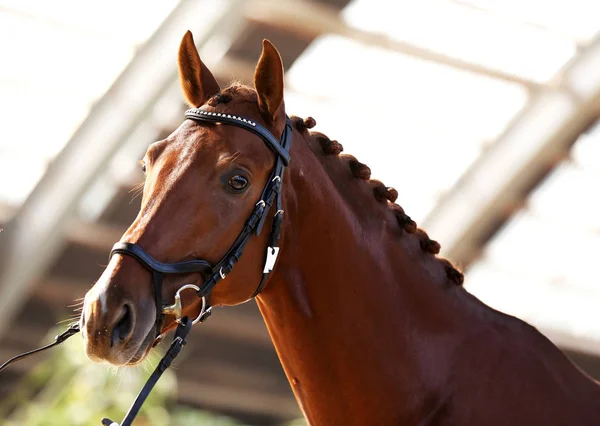 ヘッドは自然光で純血種の種馬のクローズ アップ — ストック写真