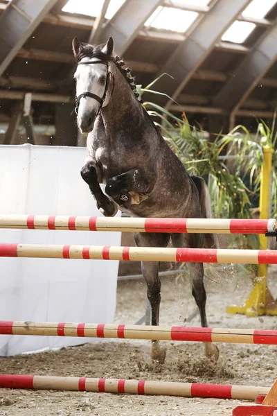 Yearling Jumping Obstacles Free Jumping Competition Rider — Stock Photo, Image