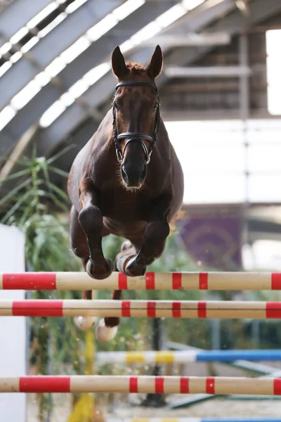 Yearling Saut Par Dessus Les Obstacles Sur Une Compétition Saut — Photo