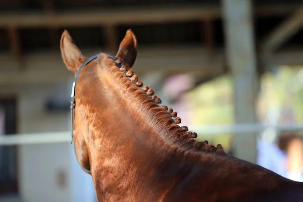 ヘッドは自然光で純血種の種馬のクローズ アップ — ストック写真