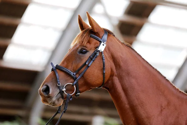 Headshot Nära Håll Fullblod Hingst Naturligt Ljus — Stockfoto