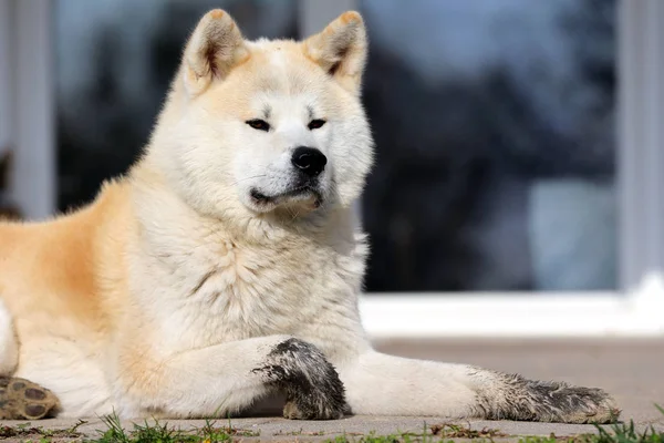 Portréja Egy Akita Kutya Vagy Akita Inu Japán Akita Szabadtéri — Stock Fotó