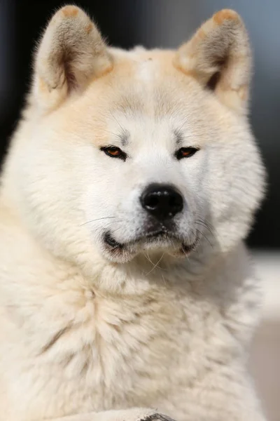 日本阿基塔犬或日本阿基塔犬的户外近景画像 — 图库照片