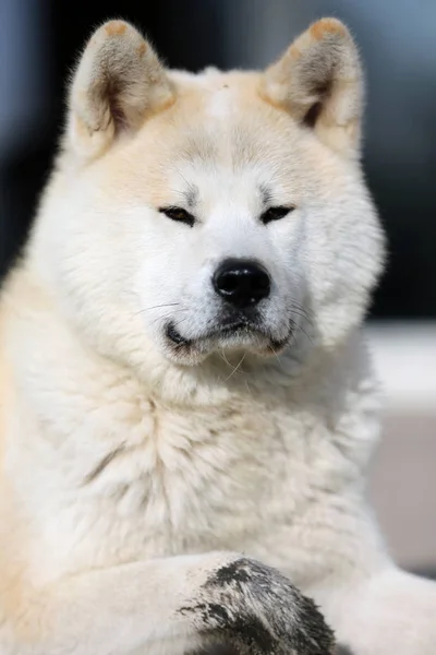 Utomhus Närbild Porträtt Akita Hund Eller Akita Inu Japanska Akita — Stockfoto