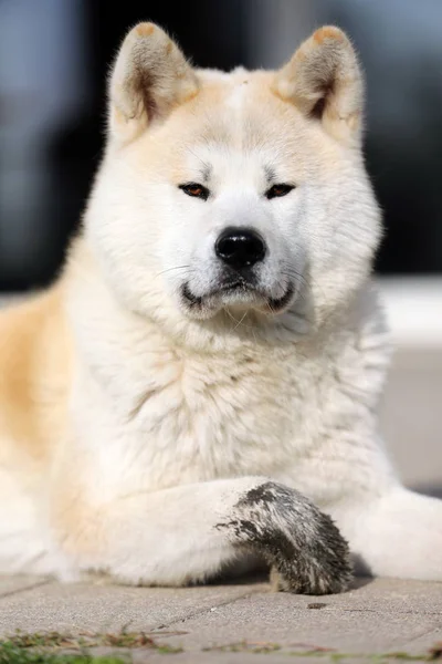 日本阿基塔犬或日本阿基塔犬的户外近景画像 — 图库照片