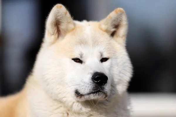 Aire Libre Retrato Perro Akita Akita Inu Japonés Akita — Foto de Stock