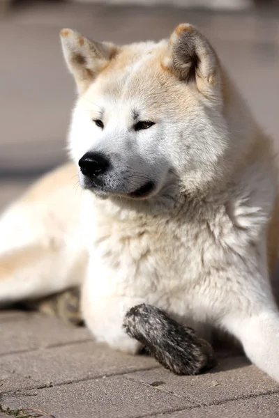 Güzel Yaşında Akita Inu Köpek Açık Havada Portresi — Stok fotoğraf