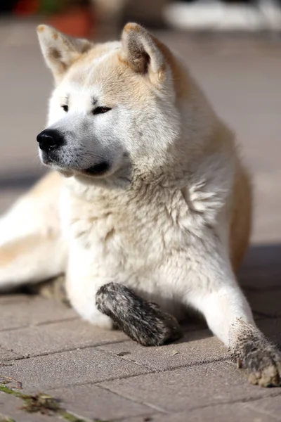 Retrato Hermoso Perro Akita Inu Tres Años Aire Libre — Foto de Stock