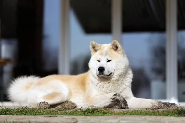 Güzel Yaşında Akita Inu Köpek Açık Havada Portresi — Stok fotoğraf