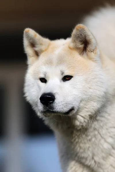 Retrato Hermoso Perro Akita Inu Tres Años Aire Libre —  Fotos de Stock