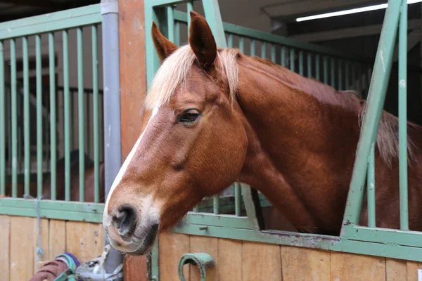 Portrait Nahaufnahme Der Schönen Jungen Kastanienpferd Boxen Reinrassiges Pferd Mit — Stockfoto