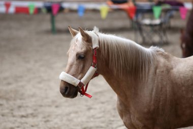  Güzel genç at binme koridorda kapalı eğitim sırasında Başkanı