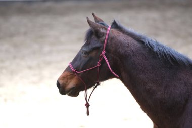  Güzel genç at binme koridorda kapalı eğitim sırasında Başkanı