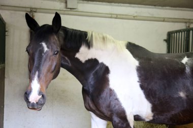  Güzel genç at binme koridorda kapalı eğitim sırasında Başkanı