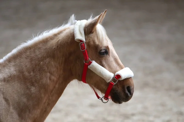 Hoofd Van Het Mooie Jonge Paard Manege Hall Tijdens Training — Stockfoto