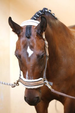  Güzel genç at binme koridorda kapalı eğitim sırasında Başkanı