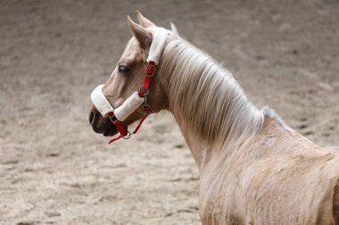  Güzel genç at binme koridorda kapalı eğitim sırasında Başkanı