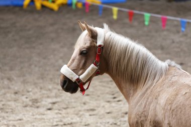  Güzel genç at binme koridorda kapalı eğitim sırasında Başkanı
