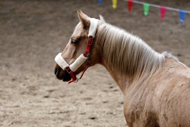  Güzel genç at binme koridorda kapalı eğitim sırasında Başkanı