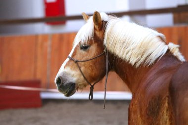 Portre kafa genç binek atı closeup kapalı vurdu