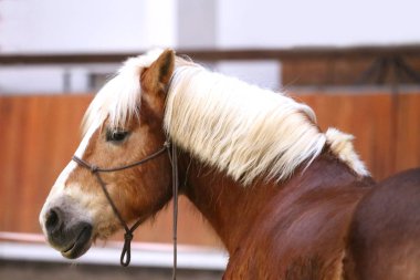 Portre kafa genç binek atı closeup kapalı vurdu
