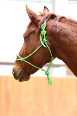 Portre kafa genç binek atı closeup kapalı vurdu