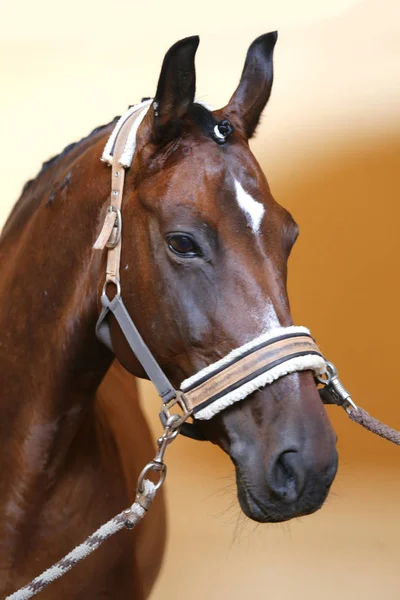 Hlava Krásné Mladé Koně Jezdecké Hale Během Trénování Uvnitř — Stock fotografie