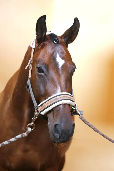 屋内での訓練中に乗馬ホールで美しい若い馬の頭 — ストック写真