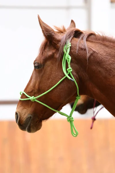 Cabeza Del Hermoso Caballo Joven Sala Equitación Durante Entrenamiento Interiores —  Fotos de Stock